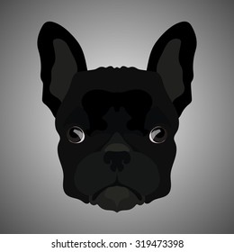 French bulldog portrait