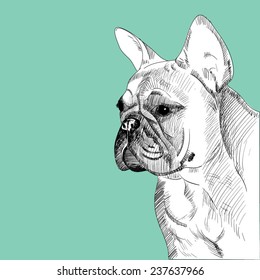 French Bulldog Portrait, hand drawn. Vector illustration. 