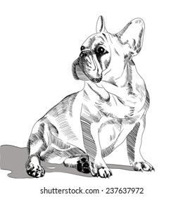 French Bulldog Portrait, hand drawn. Vector illustration. 