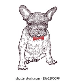 French bulldog portrait. Hand-drawn with pen and ink. Monochrome vector illustration with a line on a white background.