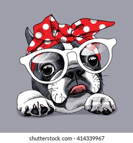 French Bulldog portrait in a headband and with glasses. Vector illustration.