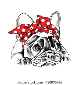 French bulldog Portrait in a Headband. Vector illustration.