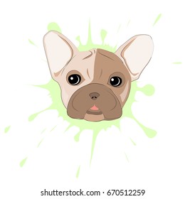 French bulldog portrait on a background of blots. Head of dog vector illustration. Pretty puppy cartoon character.
