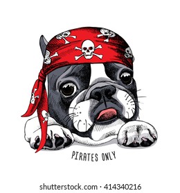 French Bulldog portrait in a pirate bandana. Vector illustration.