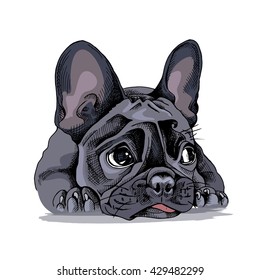 French bulldog Portrait. Vector illustration.