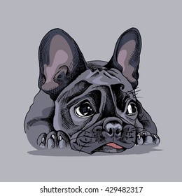 French bulldog Portrait. Vector illustration.