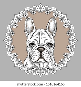  French bulldog portrait in vintage frame. Vector illustration with a cute dog. Image for printing on clothes