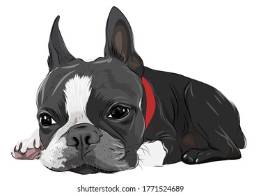 A french bulldog puppy innocent face vector