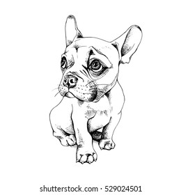 French bulldog puppy. Vector black and white illustration.