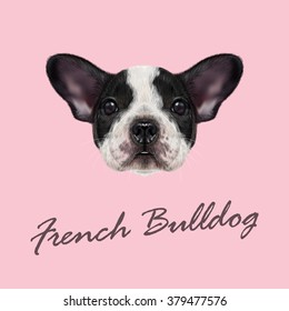 French Bulldog Puppy. Vector illustrated portrait of black and white spotted French Bulldog dog on pink background.