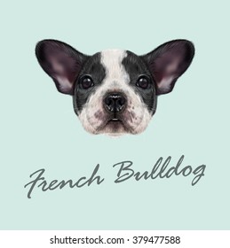 French Bulldog Puppy. Vector illustrated portrait of black and white spotted French Bulldog dog on blue background.