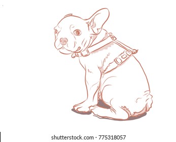 French bulldog
Sie Tung the dog
drawing
