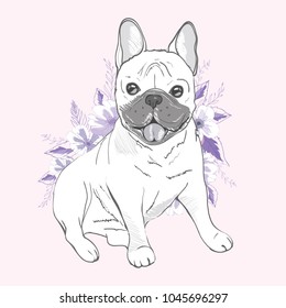 French bulldog, sitting in front of pink background