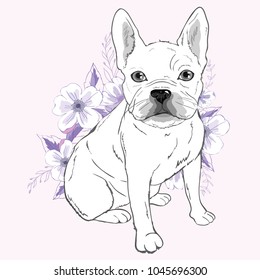 French bulldog, sitting in front of pink background