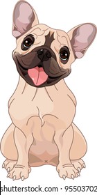 French bulldog, sitting in front of white background