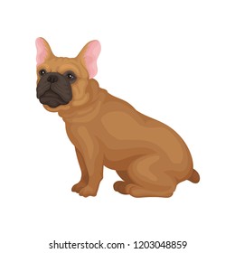 French bulldog sitting isolated on white background. Home pet. Small dog with smooth brown coat and big pink ears. Flat vector icon