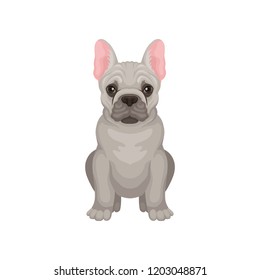 French bulldog sitting isolated on white background. Dog with smooth gray coat, pink ears and shiny eyes. Flat vector design