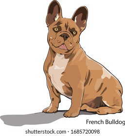 French bulldog Sitting looking vector art