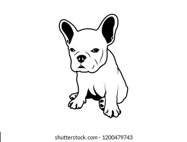 The French bulldog is