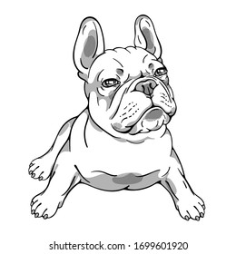 French bulldog sketch. Vector illustration