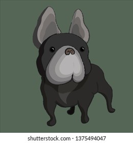 The French Bulldog is a small breed of domestic dog. In the 1800s, they were the result of a cross between English Bulldogs imported from England and local ratters in Paris, France.