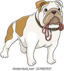 French bulldog standing with leash in mouth drawing vector illustration dog