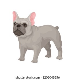 French bulldog standing in rack. Small breed of domestic dog with smooth gray coat, big ears and cute muzzle. Flat vector icon