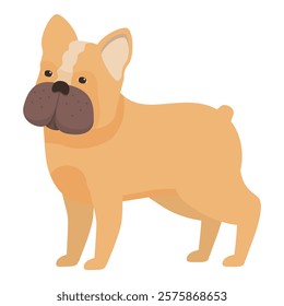 French bulldog standing, a small companion dog breed with a distinctive short nosed and muscular build