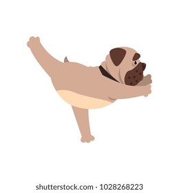 French bulldog standing in Warrior three exercise, funny dog practicing yoga cartoon vector Illustration on a white background