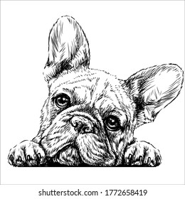 French bulldog. Sticker on the wall in the form of a graphic hand-drawn sketch of a dog portrait.