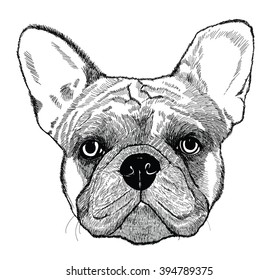 French bulldog, vector dog illustration in engraving technics