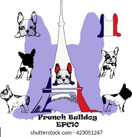 French Bulldog. Vector hand drawing  illustration. Logo and tags design.