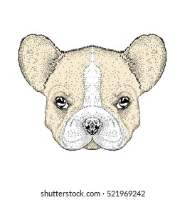 French Bulldog. Vector illustration. Postcard or poster, print on clothes.