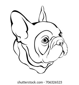 French Bulldog. Vector illustration for a poster. Cute puppy. Pedigree dog.