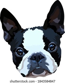 French Bulldog vector image. Portrait. Head