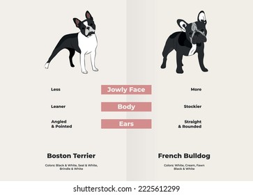 French bulldog vs Boston Terrier breed comparison  bulldog difference  French bulldog vs Boston Terrier  breed difference  how to tell the dissimilarity  Jowly Face  leaner  stockier 
