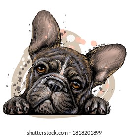 French bulldog. Wall sticker. Color, vector drawing portrait of a French bulldog puppy in watercolor style on a white background. Separate layer. Digital vector drawing