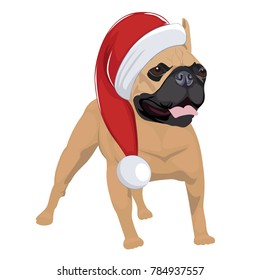French Bulldog wearing christmas hat isolated on white background. Purebred dog panting and wearing Santa hat.