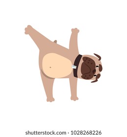 French bulldog in yoga pose, funny dog practicing yoga cartoon vector Illustration on a white background