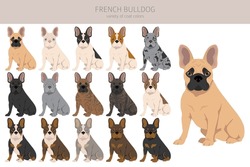 French Bulldogs In Different Poses. Adult And Puppy Set.  Vector Illustration