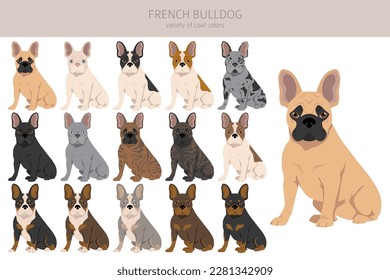 French bulldogs in different poses. Adult and puppy set.  Vector illustration