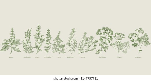 French cooking herbal sketch set. Basil, lavender, salvia, marjoram, mint, rosemary, thyme, oregano, fennel, chervil hand drawn design element.