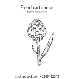 French, globe or green artichoke (Cynara cardunculus), edible and medicinal plant. Hand drawn botanical vector illustration