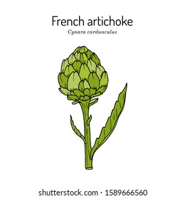 French, globe or green artichoke (Cynara cardunculus), edible and medicinal plant. Hand drawn botanical vector illustration