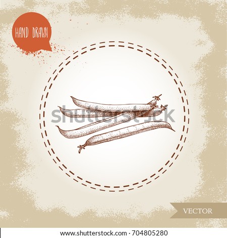 French green beans pods bunch. Sketch hand drawn vector illustration isolated on old looking background. Healthy organic food composition.