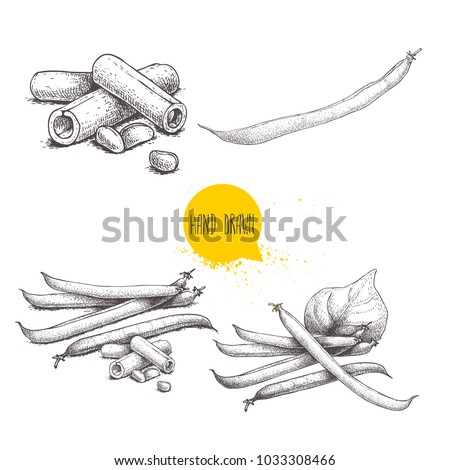 French green beans pods set. Collection of hand drawn sketches. Whole and cuttted. Vector illustrations isolated on white background. Healthy organic food collection.