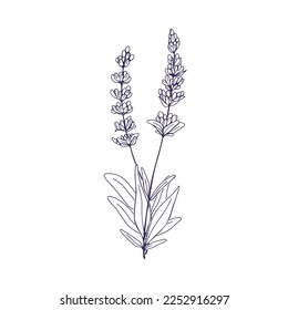 Dibujo lavendar francés, botánico vintage. Rama de flores delineadas, planta de flores contorsionadas, lavanda. Cortajes de lavabos grabados, flores. Ilustración vectorial dibujada a mano aislada en fondo blanco