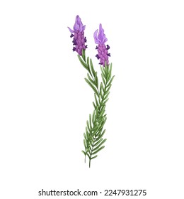 Lavanda francesa, flores florecientes. Dibujo floral de lavanda florece. Ramas de lavandula de Provenza. Planta de lavandra aromática. Ilustración de vector botánico dibujada a mano aislada en fondo blanco