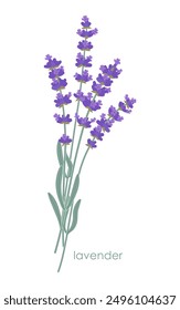 Manojo de lavanda francés aislado sobre fondo blanco. Lavandula floreciente con flores púrpuras y hojas verdes. Ilustración plana de Vector botánico simple.