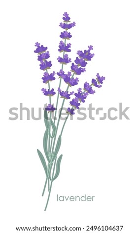 French lavender bunch isolated on white background. Blooming Lavandula with purple flowers and green leaves. Simple botanical vector flat illustration.